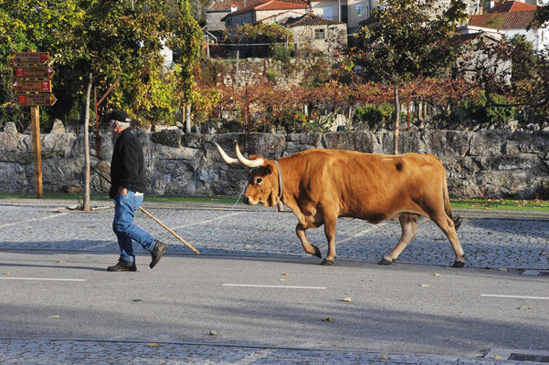 Angebundene und frei weidende Berg-Langhorn-Rinder überqueren den Parkplatz.