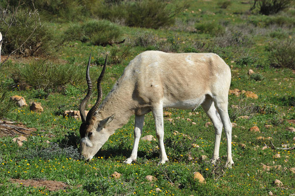 Die Mendesantilope oder auch Addax gennannt, die erste Tierart welche wir sehen...