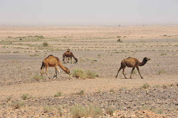 Auch in dieser äusserst kargen Landschaft trifft man auf wilde Kamele.