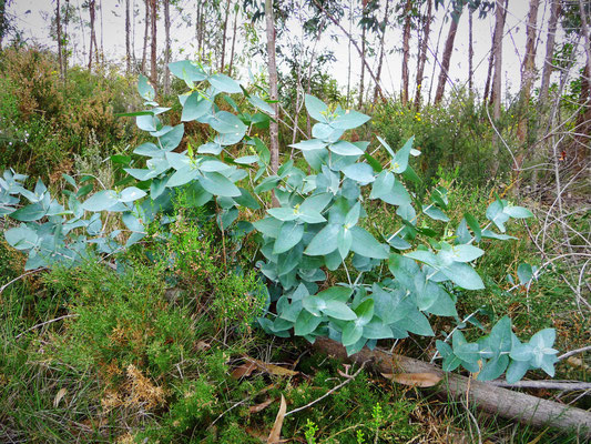 Der aus Australien und Indonesien importierten blaue Eukalyptus, der sich immer mehr verbreitet, trägt in den ersten Jahren grosse bläuliche Bätter...