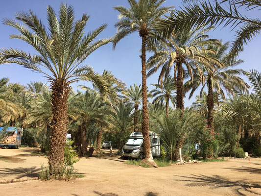 So gedeihen die Dattelpalmen und in den Vertiefungen rund um die Palmen, wachsen diverse Kräuter für die marokkanische Küche.