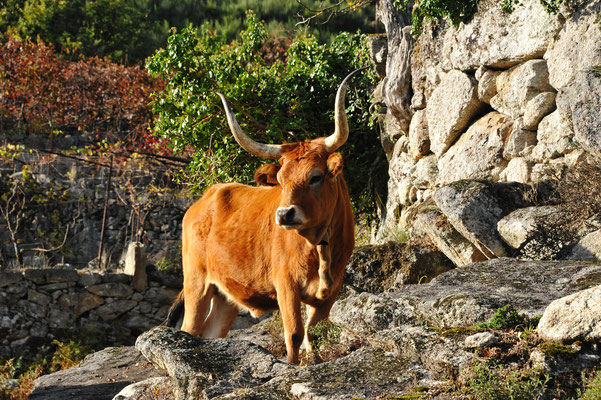 Kurz vor Sojao begegnen wir nochmals den portugiesischen Berg-Langhorn-Rinder. Haben sie nicht ein hübsches "Grindli"?