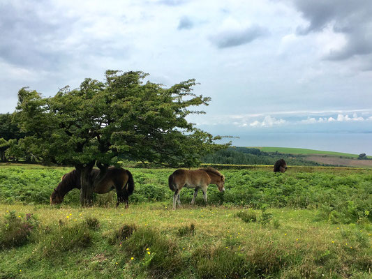 Im Exmoor tummeln sich seit vielen hundert Jahren halbwilde Ponys. 
