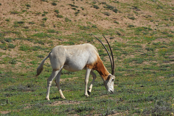 Dieses reine Wüstentier lebte verbreitet in der zentralen Saharazone. Es gab riesige Herden mit über tausend Tieren.