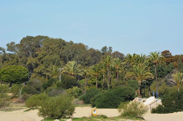 ...vorbei am Campingplatz wo unser WoMo, hinter dem Grünstreifen mit den Palmen, steht.  