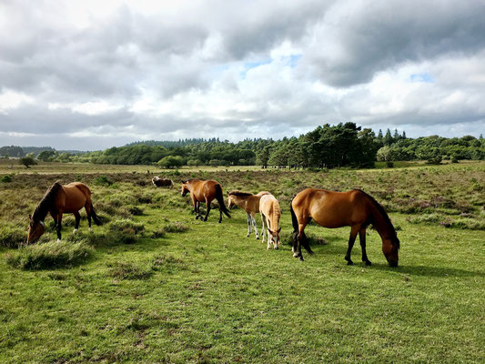In diesem Nationalpark leben mehrere tausend Pony's frei in Herden. Nur die Zuchthengste werden jedes Jahr eingefangen und untersucht.