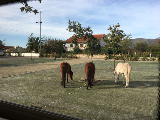 Halbwilde Pferde weiden am Sonntagmorgen um unser WoMo herum.