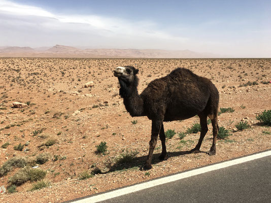 Diese wahrscheinlich wilden Kamele können 30 Tage ohne Nahrung und 14 Tage ohne Wasser in der Wüste überleben (Diese einhöckrigen Dromedare gehören zur Gattung der Kamele) .