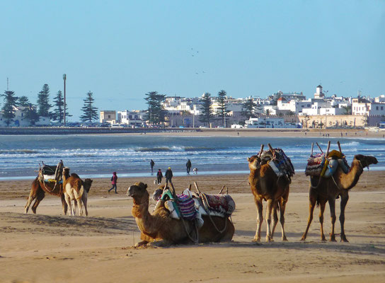 Es ist nicht weit zum breiten Sandstrand von Essaouira. Hier warten gut gepflegte Dromedare und rassige Araberpferde... 