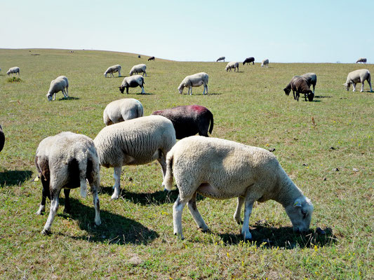 Auf dem Fussweg zur bronzezeitlichen "Schiffssetzung" von "Ales Stenar", weiden die Schafe anstelle saftig grünem Gras, das Heu von den ausgetrockneten Wiesen. 
