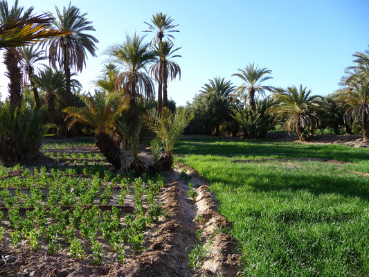 Eine kompetente Führung durch die Planzen-Kulturen der Oase bei Skoura zeigen uns die Schönheit einer marokkanischen Oase. Wir sehen aber auch die Probleme die hier bestehen durch den zunehmenden Wassermangel. 