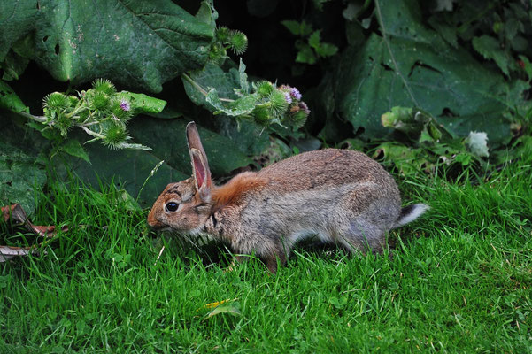 Die wilden Kaninchen begleiten uns praktisch auf jedem Campingplatz in UK.