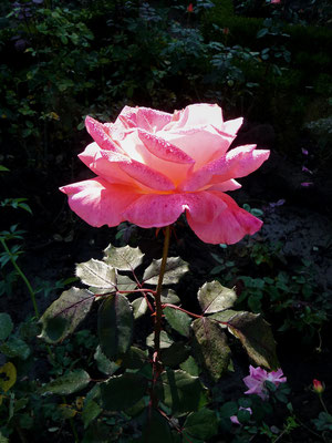 Wir entdecken für unseren Rosengarten zu Hause einige schöne und wohlriechende Rosen, welche wir nach unserer Rückkehr im Garten pflanzen werden. 