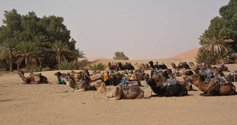 Am zweiten Tag: Die Kamele warten bereits in "Reih und Glied" für unseren gebuchten Kamelritt ins Wüstencamp, wo wir über Nacht bleiben werden.