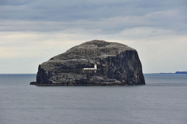 Die Vogelbrutinsel "Bass Rock" wurde nach den dort brühtenden Basstölpel benannt. Auf der unbewohnten Insel wurden gegen 50'000 Nester gezählt. Die Insel sieht durch die vielen Brutpaare wie schneebedeckt aus (fliegenden Vögel in der Vergrösserung).
