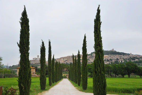 Ein wundervoller von Zypressen gesäumter Weg führt vom Stellplatz zur mittelalterlichen Stadt Assisi, welche steil an einen Hang gebaut wurde.