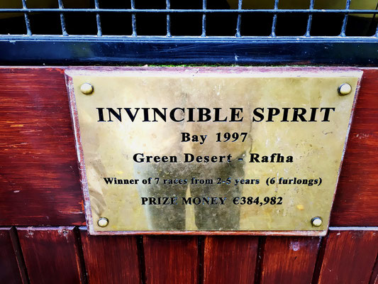 Leider macht der Star-Zuchthengst "Invincible Spirit"...