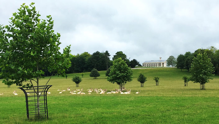 Die längere Strecke nach "Henley on Thames" bewandern wir am nächsten Tag. Eine wunderschöne Landschaft mit diversen Tieren begleitet uns auf dem Weg.