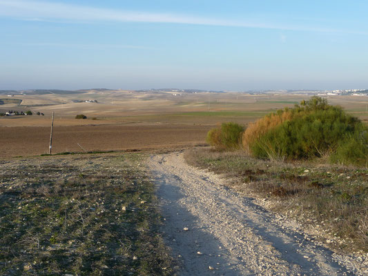 Der Jakobsweg von El Puerto nach Jerez de la Frontera schön aber holperig