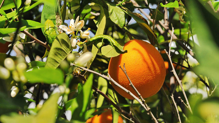 Interessanterweise stehen die Orangenbäume bereits in der Blühte auch wenn die Früchte noch am ausreifen sind.