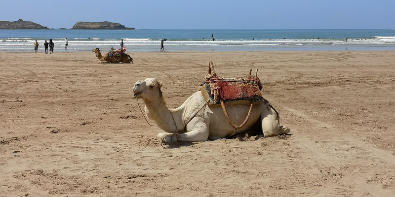In Essaouira angekommen, spazieren wir am breiten Atlantik-Strand entlang, bestaunen die vielen Kamele und Araberpferde die herumstehen und deren Besitzer auf Gäste warten für Ausritte durch den Sand.        (Bild: Marion oder Hans)