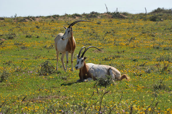 Die zweite Tierart deren Bestand im Nationalpark aufgebaut wird, ist die Säbelantilope, eine Unterart der Orixantilopen.