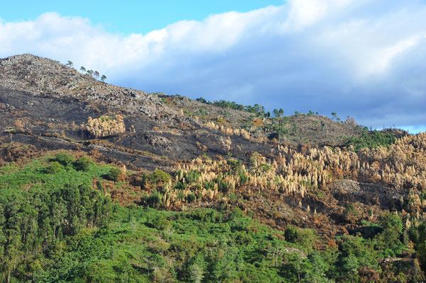   Leider kann man auf der anderen Talseite die Schäden der aktuellen Busch- und Waldbrände sehen, welche vor Monatsfrist die nördlichen Wälder Portugal's in Mitleidenschaft gezogen haben.
