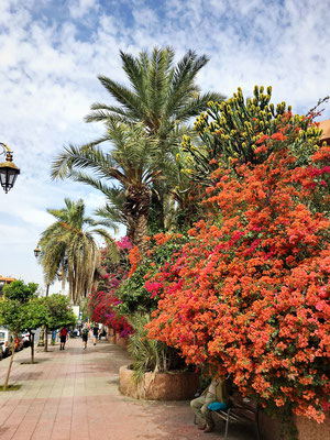 Bei einem weiteren Ausflug nach Marrakesch begeistern uns die nun immer üppigere Blütenpracht... 