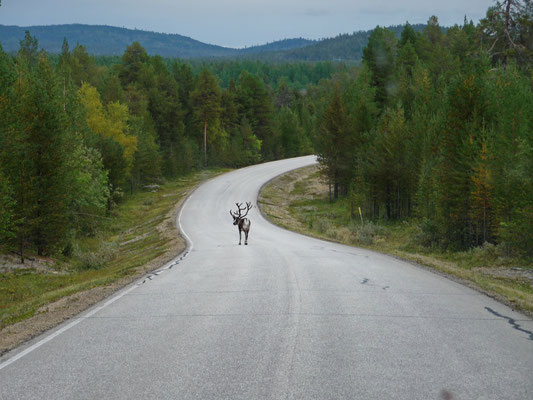 Am nächsten Morgen geht die Reise weiter Richtung Rovaniemi. Kaum hundert Meter gefahren, kreuzt schon das erste imposate Ren die Strasse. Hier heisst es immer auf der Hut zu sein!