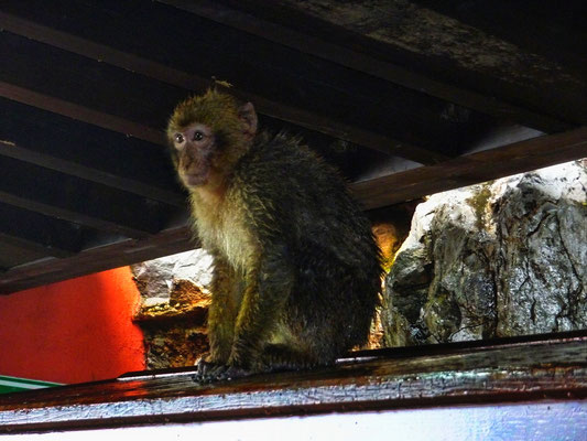 Beim Eingang zur Höhle ist der erste Kontakt mit der einmaligen Berberaffen-Kolonie. Die ersten Tiere dieser Population sind vermutlich mit den Mauren nach Gibraltar gekommen und sie sind die einzig freilebenden Primaten in Europa ausser den Menschen.  