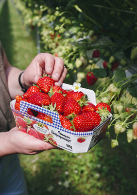 Spargel-Schiebel; Pörnbacher-Spargel; regionale-Produkte; Spargel-regional; weißer-Spargel; Bayrische-Landwirtschaft; Erdbeeren-Schiebel; Erdbeeren; reife-Erdbeeren