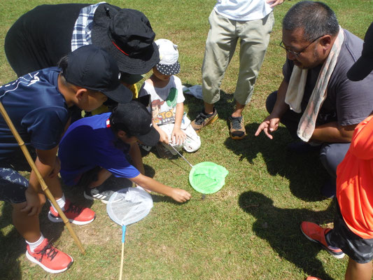 夏休みワークショップ昆虫標本作り　八重岳で採集2日目