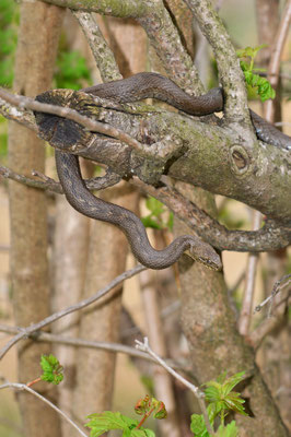 im Frühsommer sonnen sich die Tiere oft in niederen Büschen wie dieses Weibchen vor der Häutung aus dem Wallis