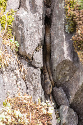 Schlingnattern findet man auch öfters in Spalten, hier ein kontrastreiches Tier aus den Glarner Alpen
