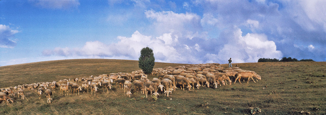 troupeau-de-brebis-sur-le-causse-du-larzac-terre-d'immensite-evasion-grands-causses-en-gite-d'exception-en-aveyron-le-colombier-saint-veran-credit-photo-mcg