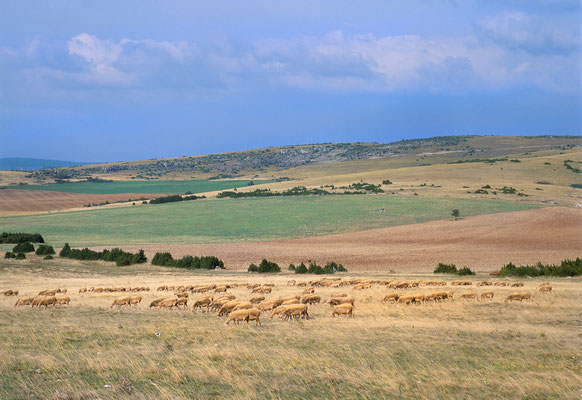 troupeau-de-brebis-race-lacaune-sur-le-causse-du-larzac-terre-de-lumiere-evasion-grands-causses-en-gite-d'-exception-en-aveyron-le-colombier-saint-veran-credit-photo-mcg