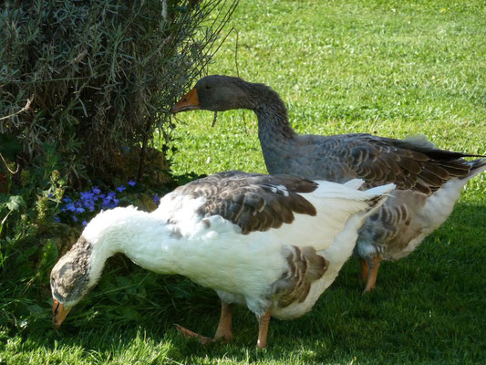 Aglae et Sidonie