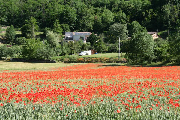 Villa behind poppies