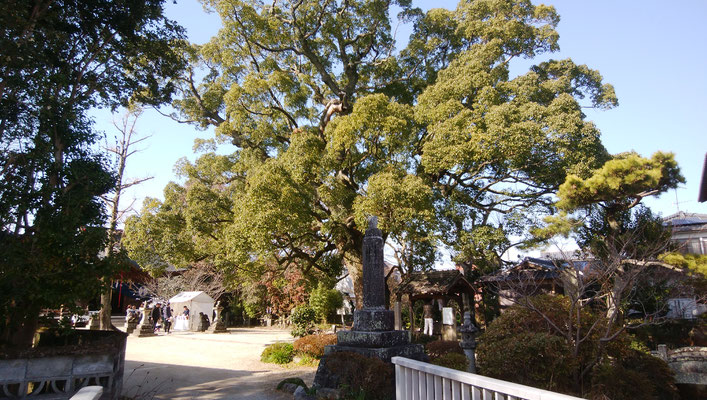 日枝神社の楠の木の大木