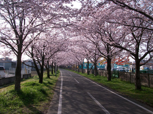 近隣のサイクルロード（散歩道）