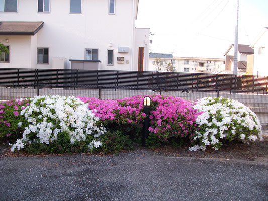 公園のつつじ