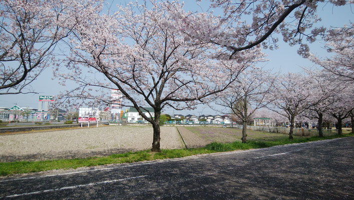 徐福ロードの桜並木