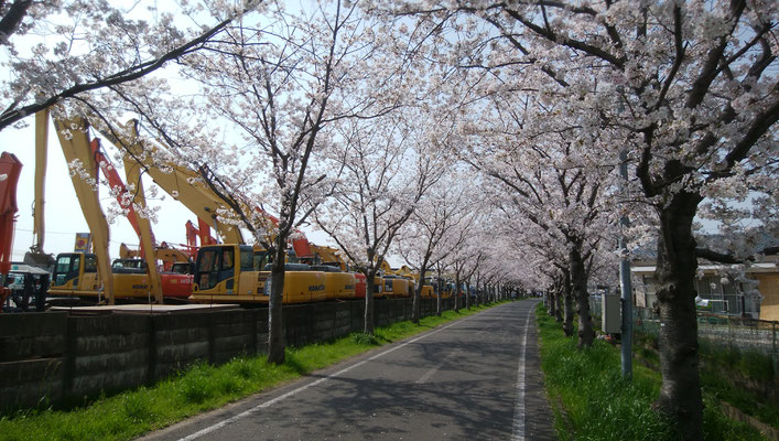 徐福ロードの桜並木