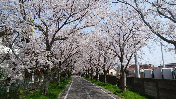 徐福ロードの桜並木