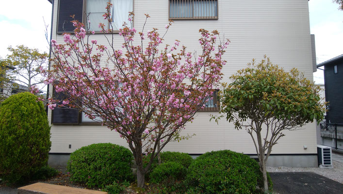 公園内の八重桜