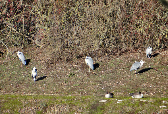 Graureiher in der Sonne