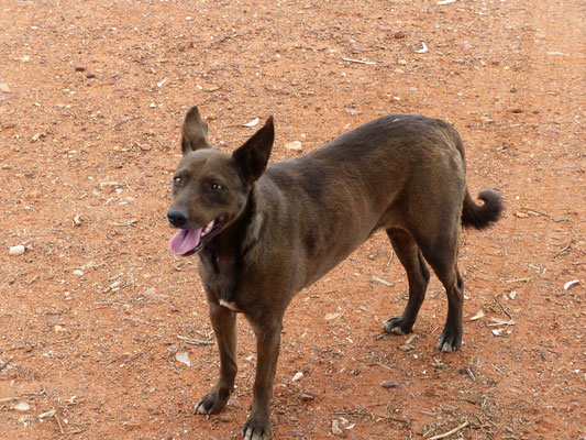 Ce chien n'avait plus de dent et nous a fait de la peine...