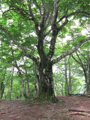 比良岳ピークの山毛欅の木