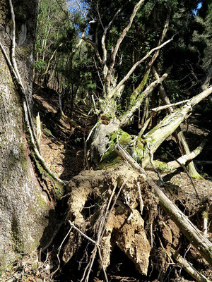 朽ちた大木にサルノコシカケ