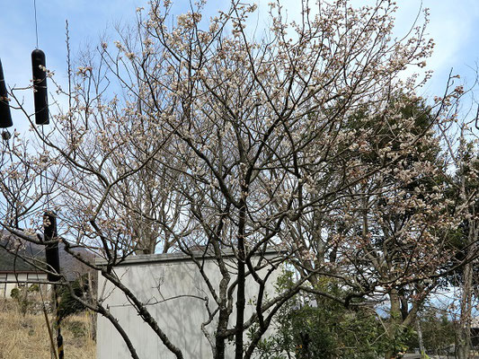 桜が咲き出していた